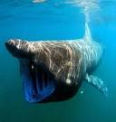 megamouth-shark.JPG?itok=G41bwfoI