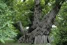 Chestnut tree of the One hundred Horses, a photo from Catania ...