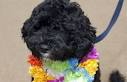 Bo Obama, Portuguese Water Dog