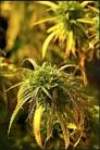 Pot Porn of the Day April 30th 2013 | MJ| Green Pages