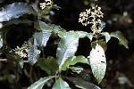 <b>Psychotria</b> oreophila