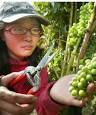 Thinning out: Kiwi Bunk House vineyard supervisor Yuka Yazawa cuts grapes ... - 1991829