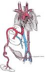 ANAT2341 - Embryology - 2008 - Dr Mark Hill - Lecture 8 - Placenta