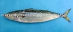 Chub mackerel products,China Chub mackerel supplier