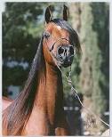 Arabian horse Sale at Mountain Ridge Ranch! Images?q=tbn:ANd9GcRhyYpJvqSYdEsLr7kcsUEsWbVa3-qiy6APnx4SLw3jaB5fm6NM9s3MGueW
