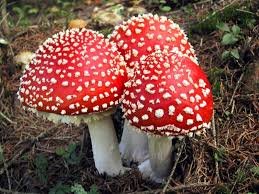 Amanita muscaria var. formosa Caps w/ Stems