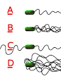 Flagellum - Wikipedia, the free encyclopedia