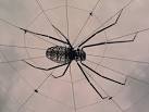This huge crystal arachnid sits in the middle of its web in Exchange Flags. - via Daymix