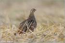 Grey Partridge Photos, Grey Partridge Images | NaturePhoto-