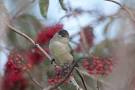 Forest birds and their song   blackcap looduskalender