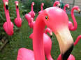 Pink Plastic Lawn Flamingos: GetFlocked.
