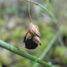 Attēlu rezultāti vaicājumam “Anthracoidea”