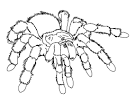 Spider coloring page