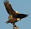 Eagles Picture 1