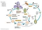 Pistachio <b>reproduction</b> is a