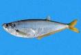 Clupeidae - Herrings -- Discover Life
