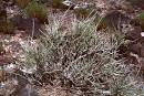 Division <b>Gnetophyta</b>