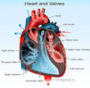 Aortic Valve Stenosis Causes, Symptoms, Diagnosis, and Treatment ...