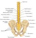 Figure 10: The <b>cauda equina</b>