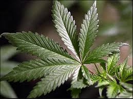 Weed