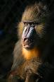 Cercopithecinae - Wikipedia, the free encyclopedia
