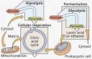 CELLULAR METABOLISM AND FERMENTATION
