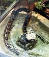 Boa constrictor - Wikipedia, the free encyclopedia