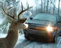 What is Comprehensive Coverage? | Car Insurance Guidebook
