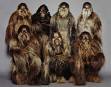 Nixa Wookiee Sighted near Supercenter : Fair City News