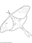 Moth coloring page