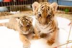 Minn. Zoo's Amur tiger cubs are In the (occasional) spotlight ...