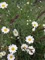 <b>Chrysanthemum</b> cinerarifolium "Dalmatian Pyrethrum" - Buy Online at