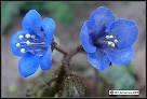 <b>Hydrophyllaceae</b>: Waterleaf