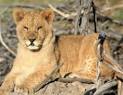 Drakenstein Lion Park