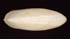 File:Cuttlebone.jpg - Wikipedia, the free encyclopedia