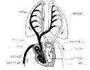 ابن النفيس - شخصيات علميه Images?q=tbn:ANd9GcRkF6q_w3eJTeclxizdqLOW3EfHCbRuJX0vmIUR8odBv2s1z3iY9mkpKZ8