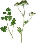 <b>Petroselinum</b> crispum. photo: