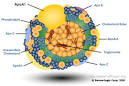 HDL Composition — Foods For Health Institute