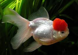 Clasificacion Peces agua fria