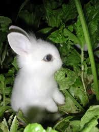 [Game xuyên 4rum] Đăng Kí trò chơi Rabbit Doubt (Sói Và Thỏ) Images?q=tbn:ANd9GcRkNp2XkdqI8WtNOcPX8uI45qWWoXZL8rKXi2GlHsohUQ8A_WWK