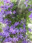 Have You Noticed the Clematis This Year? | Two Old Horses and Me