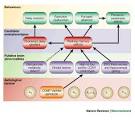 Figure 4 : Neuroscience of attention - deficit / hyperactivity ... 