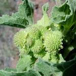 <b>Xanthium</b> strumarium image