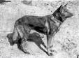 Horand von Grafrath - 1st GSD