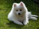 What is the Best Companion Dog Breed | All Types Of Dogs Realm