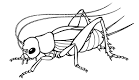 Cricket coloring page