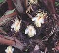amomum_subulatum_flowers.jpg