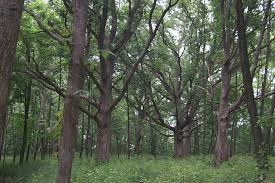 external image images?q=tbn:ANd9GcRlVuJLXUy8DiggOPIW35l57GlPimC5F1jHEhCubJeRTYjhjovSxCT54NXakQ