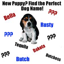 Pet Names