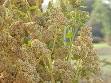 Gluten-free diet - Wikipedia, the free encyclopedia